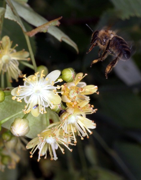 Honigbiene mit Lindenblten